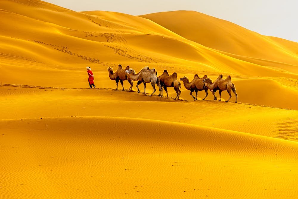 Man walking with camels across golden desert sands